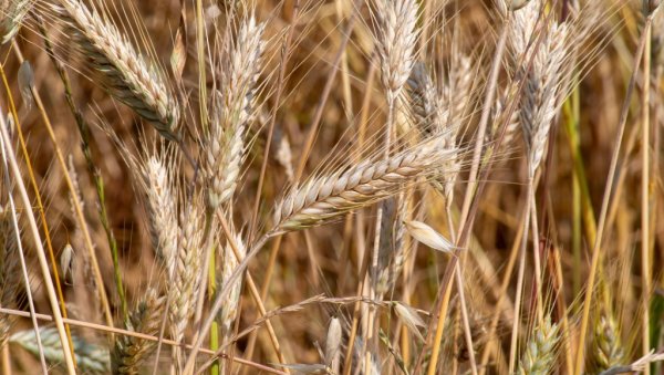 Појефтинили кукуруз и пшеница! Потражња мала: Ово су цене на Продуктној берзи