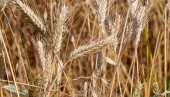 Pojeftinili kukuruz i pšenica! Potražnja mala: Ovo su cene na Produktnoj berzi
