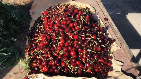 КАО ДА СУ ОД ЗЛАТА: Цена трешања у Хрватској шокирала све