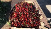 КАО ДА СУ ОД ЗЛАТА: Цена трешања у Хратској шокирала све