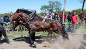 „ШТРАПАРИЈАДУ“ ДОНЕЛИ У БАЧКУ: У Сивцу код Куле одржано несвакидашње такмичење у вучи балвана
