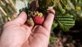 VOĆE SE PERE ZA KRUPNU LOVU: Nećete verovati kolika može biti mesečna zarada, a evo šta se još dobija
