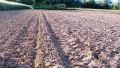 ZA NOĆ „SLISTE“ POLA NJIVE: Jata vrana u Pomoravlju uništavaju tek proklijali kukuruz (FOTO)