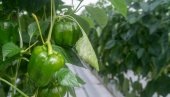 ПАПРИКА РАЂА И ДО ДУПЛО ВИШЕ: Немачки начин садње постао хит