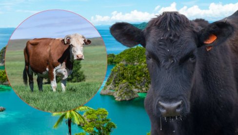 FARMER OSTAVIO PET KRAVA NA PUSTOM OSTRVU: 130 godina kasnije naučnici nisu mogli da veruju šta vide