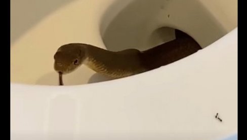 ZMIJA IZAŠLA IZ ŠOLJE: Košmarna scena u WC-u hotela (Video)
