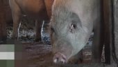 Čudo u Srbiji: Rodilo se prase bez ušiju! To nikada nismo videli (video)