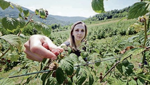 VIRUS POKVARIO DOBRE PROGNOZE O RODU MALINE! Očekuju se veći prinosi, ali prisustvo patogena pretnja