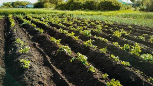 REAGUJTE NA VREME: Evo kada je pravi trenutak za suzbijanje krompirove zlatice