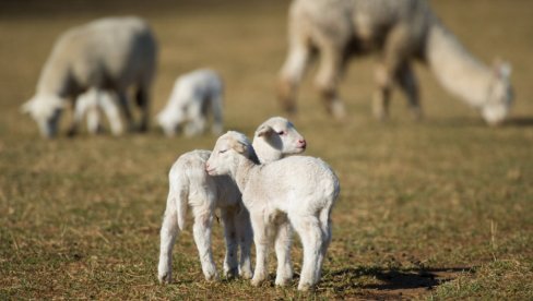 VOZ PREGAZIO 89 OVACA! Pastiri moraju da plate odštetu zbog štete i kašnjenja - konstrukcija se zaustavila tek 500 metara nakon udara
