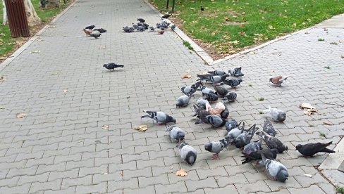 APEL „KOMUNALNIH SLUŽBI“: Ne hranite golubove u gradskom parku