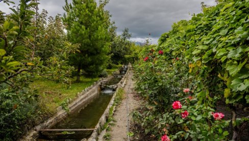 NIJE REČ O ESTETICI: Sve o vezi ruža i vinograda