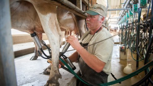 BOLJA MLEČNOST KRAVA: Kako sprečiti povrede papaka - Gubitak od 40% i ozbiljan problem