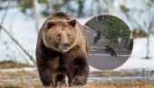 ХОРОР СНИМЉЕН НАДЗОРНОМ КАМЕРОМ Медвед дивљао градом и редом рањавао људе! Грађани у страху - затворио се у комплексу фирме (ВИДЕО)