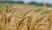 PŠENICA OBEĆAVA DOBAR ROD: Ratare brine ono što dolazi posle žetve