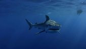 ТРАГЕДИЈА: Морска неман од скоро 5 метара убила младића