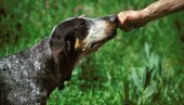 ОДАНИ СУ, АЛИ ОВО НЕ ВОЛЕ: Седам понашања која пси не подносе код људи