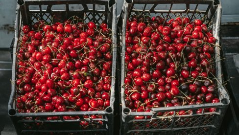 TREŠNJE SA 1.500 PALE NA 160 DINARA: Tezge prepune