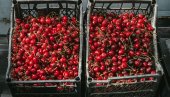 ТРЕШЊЕ СА 1.500 ПАЛЕ НА 160 ДИНАРА: Тезге препуне
