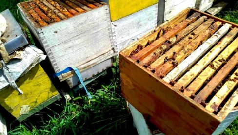 KOŠNICE DONELE RADOST POSLE DVE LOŠE GODINE: Paraćinski pčelari imaju pune ruke posla i uveliko vrcaju prvi med