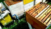 КОШНИЦЕ ДОНЕЛЕ РАДОСТ ПОСЛЕ ДВЕ ЛОШЕ ГОДИНЕ: Параћински пчелари имају пуне руке посла и увелико врцају први мед