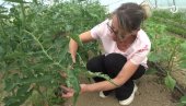ЧУДО У ВЕСНИНОМ ПЛАСТЕНИКУ: Узгаја најскупље поврће - килограм кошта и до 20.000 долара! (ФОТО/ВИДЕО)