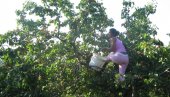 УЗГАЈИВАЧИМА КАЈСИЈЕ СМЕШИ СЕ ДОБРА СЕЗОНА: Воћари у чачанском крају с нестрпљењем ишчекују почетак бербе