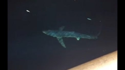 СУСРЕТ КОЈИ СЕ ПАМТИ: Морски пас му пливао око брода, снимак са Јадрана шокирао све (ВИДЕО)