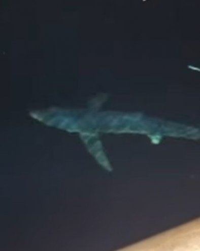 СУСРЕТ КОЈИ СЕ ПАМТИ: Морски пас му пливао око брода, снимак са Јадрана шокирао све (ВИДЕО)