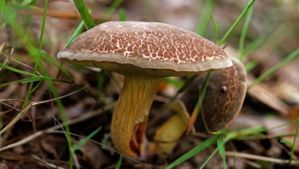 КИЛОГРАМ ПЕЧУРАКА СКУПЉИ ОД МЕСА: Ево која је и где се може пронаћи, али - Опрез!