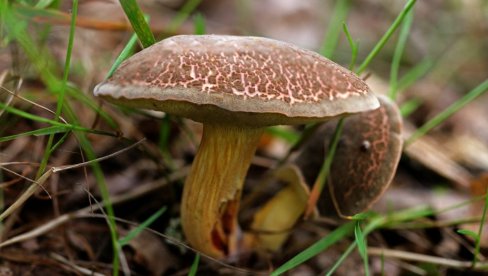 КИЛОГРАМ ПЕЧУРАКА СКУПЉИ ОД МЕСА: Ево која је и где се може пронаћи, али - Опрез!