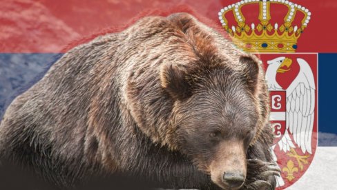 ДРАМА НА ТАРИ: Мечка истрчала пред мајку и дете (3) - има и мечиће
