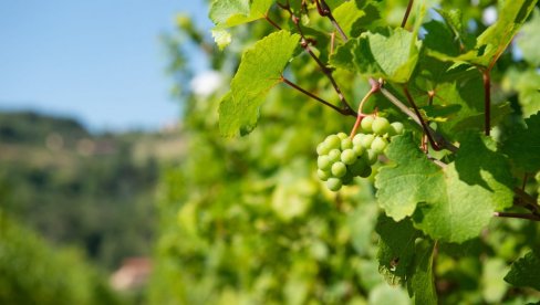 VOĆARI, OVO REŠAVA TRI STVARI: Šta je to oplemenjivanje voćaka i vinove loze?