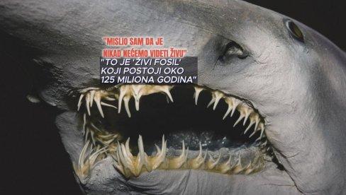 GOBLIN PRVI PUT SNIMLJEN, JEDNA OD NAJMISTERIOZNIJIH ZVERI MORA: Mislio sam da je nikad nećemo videti, živi fosil star 125 miliona leta