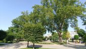 (MAPE) LETO STIŽE U PUNOM GASU: Dani sve topliji, u Srbiji do 37 stepeni, ali će junsku žegu preseći dva osveženja, evo datuma