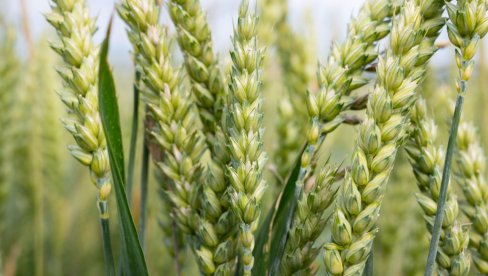 ШТА КАЖЕ ПРОДУКТНА БЕРЗА? Тржиште пшенице и кукуруза бележи слабу тражњу - а ево шта се тражи!
