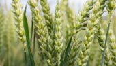 ШТА КАЖЕ ПРОДУКТНА БЕРЗА? Тржиште пшенице и кукуруза бележи слабу тражњу - а ево шта се тражи!