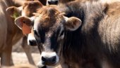 ОДЛИЧНЕ ВЕСТИ ЗА ПОЉОПРИВРЕДНИКЕ: Војводина даје до 3 милиона динара бесповратно за набавку
