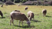 POLJOPRIVREDA I IZAZOVI: Nestaju sela, gazdinstva i stočni fond, ali - Ima rešenja!