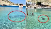 ПАНИКА НА ПЛАЖИ У ГРЧКОЈ: Велика морска животиња у плићаку - допливала до купача, многи бежали из воде (ВИДЕО)