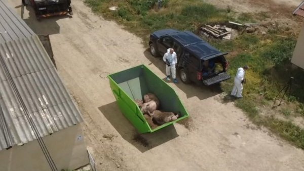 КУГА УГАСИЛА ОБОРЕ У 496 ГАЗДИНСТАВА: После еутаназије више од 11.000 свиња, због заразе ангажован државни врх