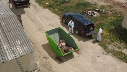 KUGA UGASILA OBORE U 496 GAZDINSTAVA: Posle eutanazije više od 11.000 svinja, zbog zaraze angažovan državni vrh