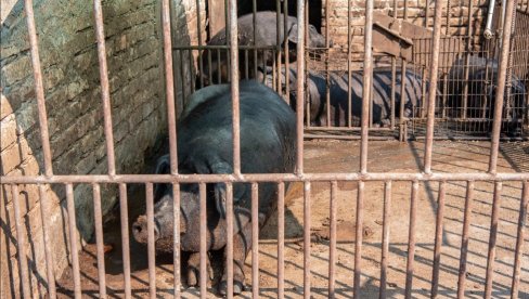 PREDUZMITE MERE ZAŠTITE: Apel stočarima u Zrenjaninu zbog pojave afričke kuge svinja