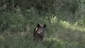 NAJEZDA DIVLJAČI NA UŠĆE: Divlje životinje se i ovog leta često mogu videti u urbanim delovima grada