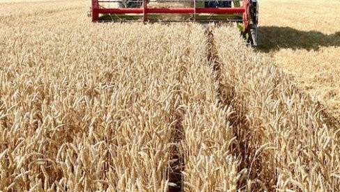 ЦЕНА ЖИТА ИСПОД СВАКОГ НИВОА: Добар род пшенице у Семберији, али за килограм откупљивачи нуде свега 0,32 КМ