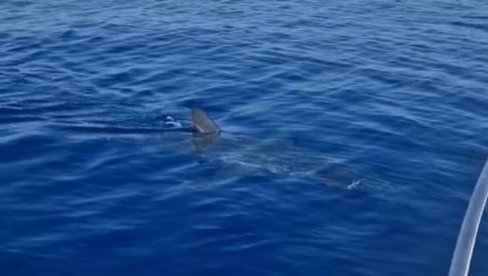 SNIMAK AJKULE U CRNOJ GORI ŠOKIRAO SVE: Stručnjak objašnjava o kojoj vrsti je zapravo reč (VIDEO)