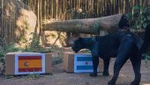 JAGUAR ODABRAO, ŠPANIJA ILI ARGENTINA? Poti odlučio, evo ko osvaja Svetsko prvenstvo (FOTO)