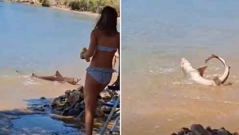 Шок на грчком острву: Ајкула се праћакала у плићаку - паника међу купачима (Видео)