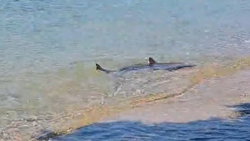 AJKULA MIRNO PLIVA PO PLIĆAKU: Neverovatan prizor, turisti ostali bez reči (VIDEO)