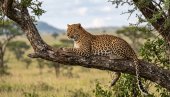 KAO U FILMU: Leopard uleteo u radnju, usledila borba za život (VIDEO)